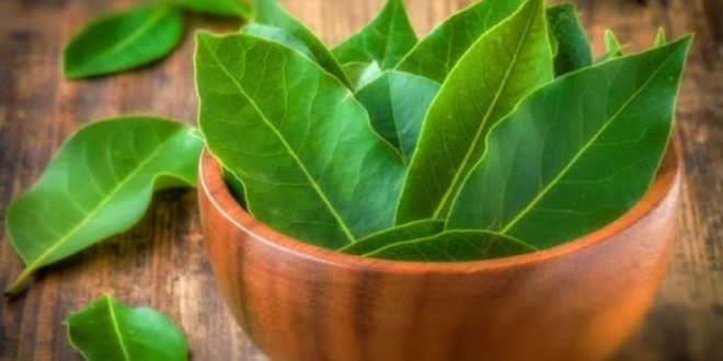 Այս հրաշք բույսը կարող է մեկ հարվածով բուժել ձեր երիկամների, լյարդի և ենթաստամոքսային գեղձի հետ կապված ցանկացած խնդիր