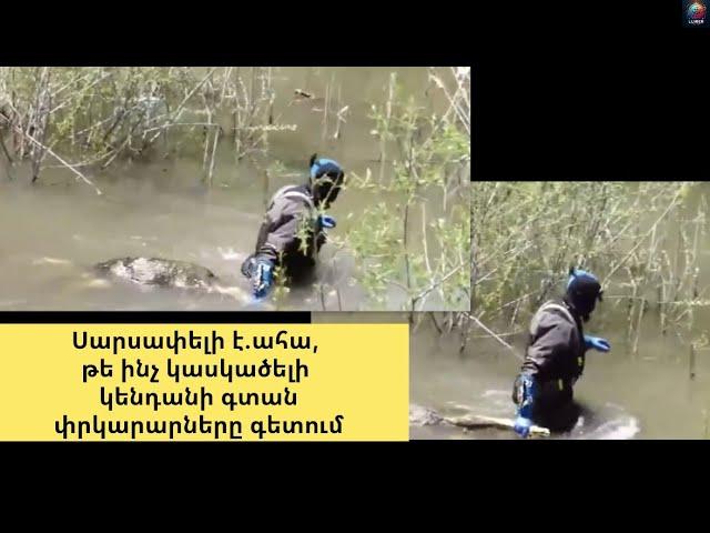 Նյարդերից թույլ մարդիկ չդիտեն. սարսափելի է.ահա,թե ինչ կասկածելի կենդանի գտան փրկարարները գետում