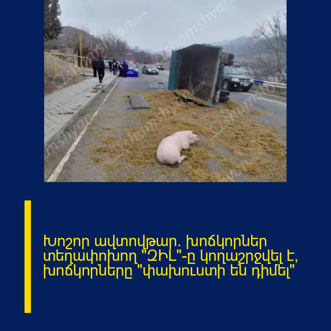 Խոշոր ավտովթար․ խոճկորներ տեղափոխող «ԶԻԼ»-ը կողաշրջվել է, խոճկորները «փախուստի են դիմել»