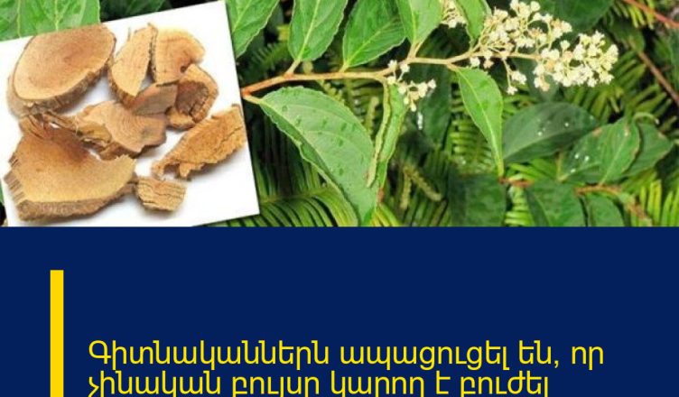 Գիտնականներն ապացուցել են, որ չինական բույսը կարող է բուժել քաղցկեղը 40 օրում