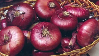 Բնական հզոր հակաբիոտիկ․ այն հրաշալի դեղամիջոց է բազմաթիվ հիվանդությունների դեպքում