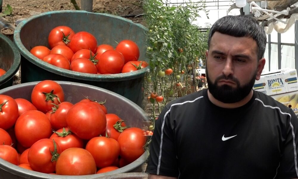 «4-5 տոննա պամիդոր կա հավաքած, չենք կարում ծախենք, փչանում ա»